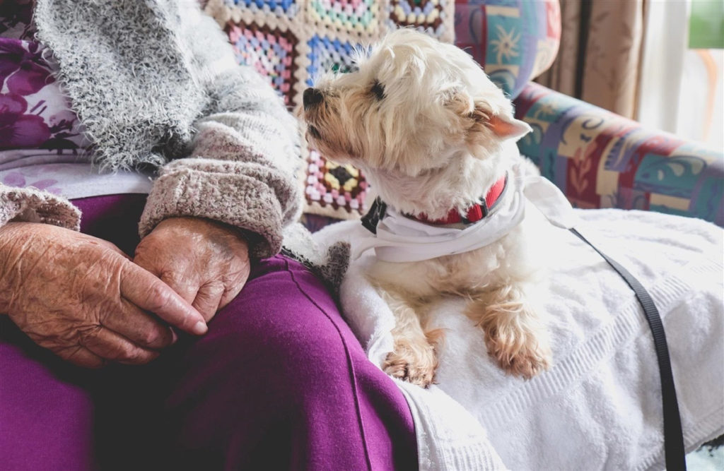 Therapy pet on couch next to elderly person in retirement rest home for seniors - dog is looking at elderly person
